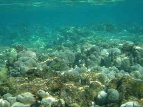 snorkeling at Kahalu'lu beach in Kona